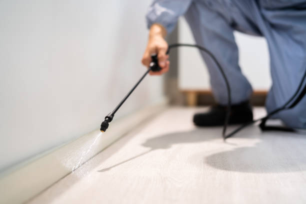 Professional exterminator conducting IPM assessment in Brighton